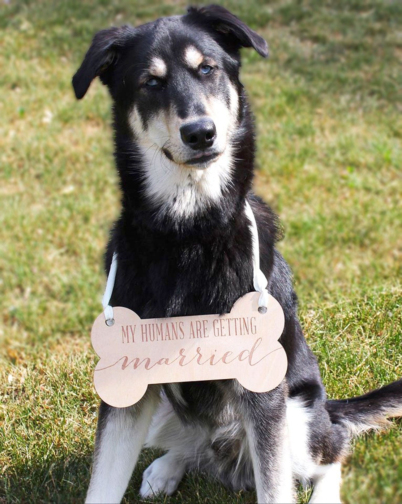 My Parents Are Getting Married Dog Bandana for Engagement Photos | Engagement Pictures Idea | Engagement Announcement, pet wedding hotsell sign